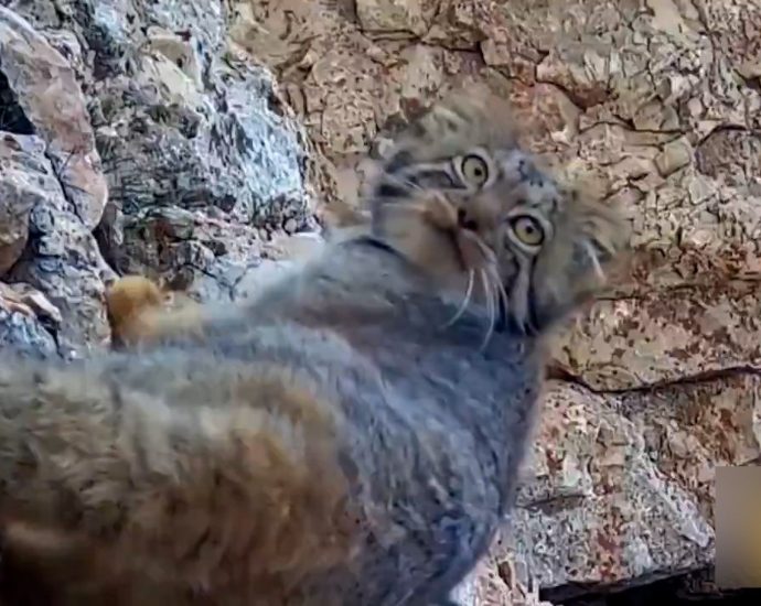 rare-pallas’s-cat-captured-on-camera-in-northern-iran-mountains