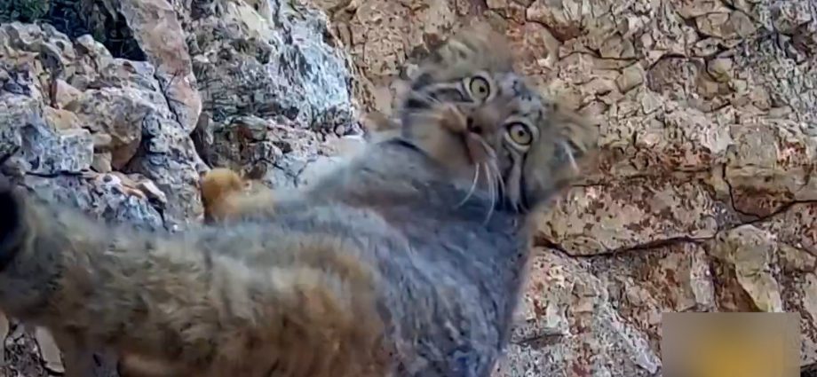 rare-pallas’s-cat-captured-on-camera-in-northern-iran-mountains