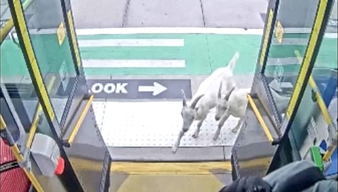 unexpected-passengers:-two-goats-surprise-passengers-by-boarding-a-bus