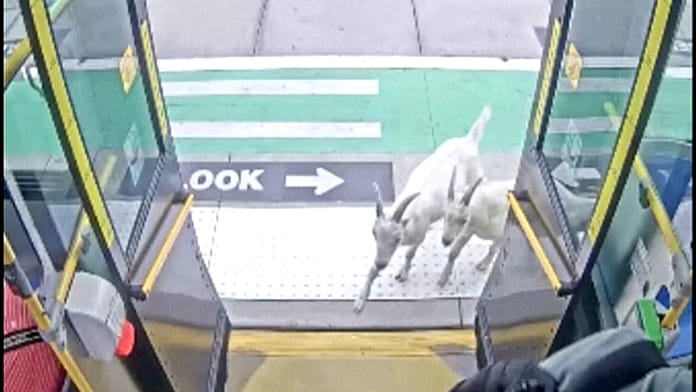 unexpected-passengers:-two-goats-surprise-passengers-by-boarding-a-bus