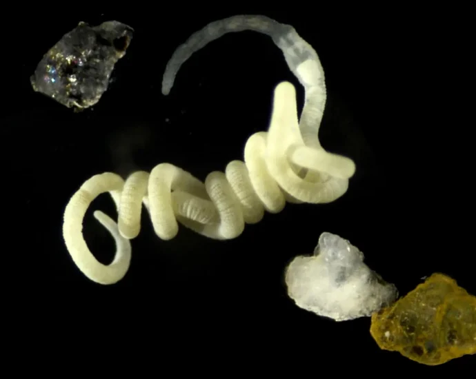 animals-have-been-eating-nature’s-original-bioplastic-for-millions-of-years
