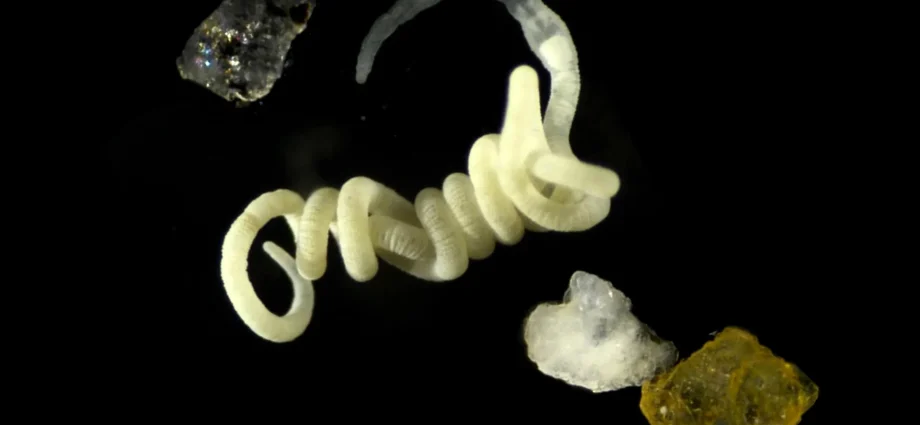 animals-have-been-eating-nature’s-original-bioplastic-for-millions-of-years