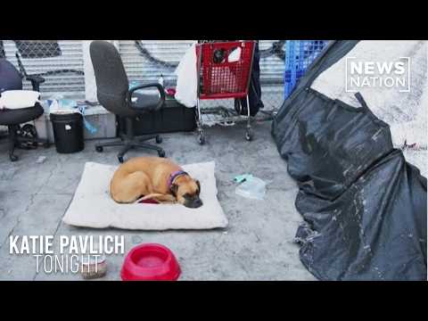 activist:-150+-dogs-rescued-from-abuse-on-skid-row