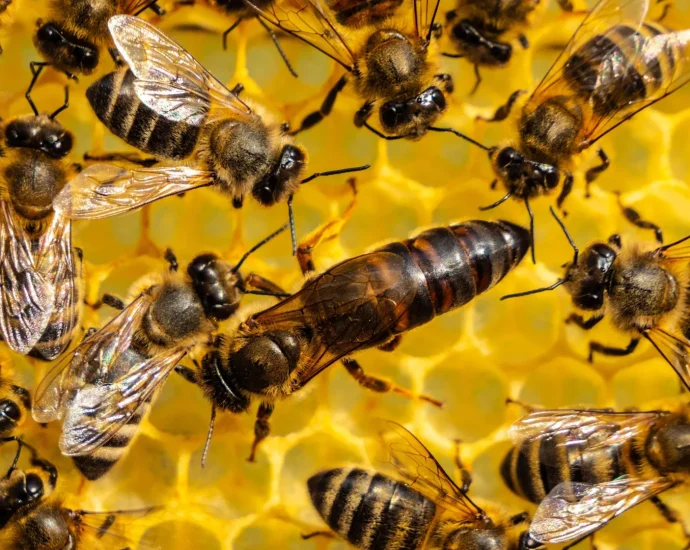 a-60-year-old-theory-about-ants,-bees-and-wasps-may-be-wrong