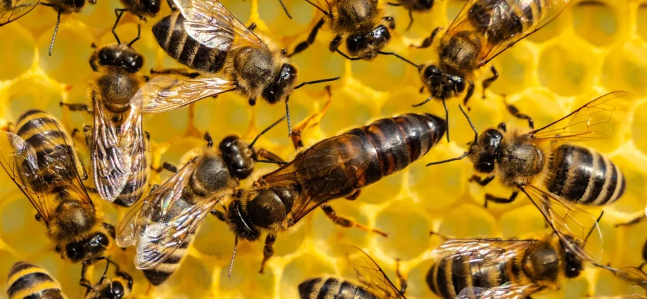 a-60-year-old-theory-about-ants,-bees-and-wasps-may-be-wrong