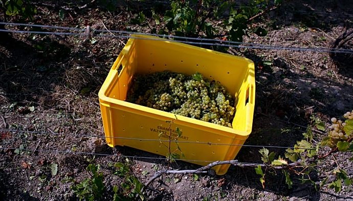 champagne-harvest-starts-early-in-france-as-heatwave-speeds-ripening