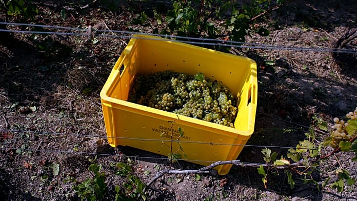 champagne-harvest-starts-early-in-france-as-heatwave-speeds-ripening