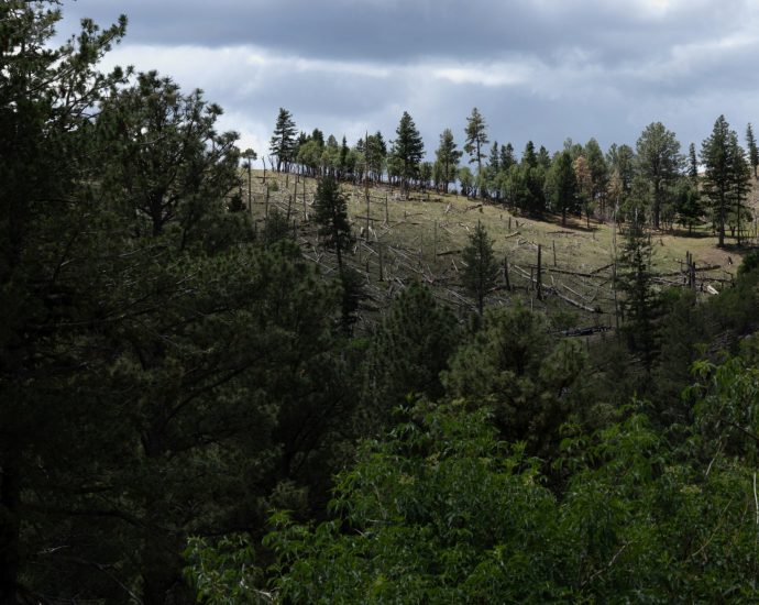 the-traitor-administration-moves-to-end-rule-protecting-swaths-of-forest-land