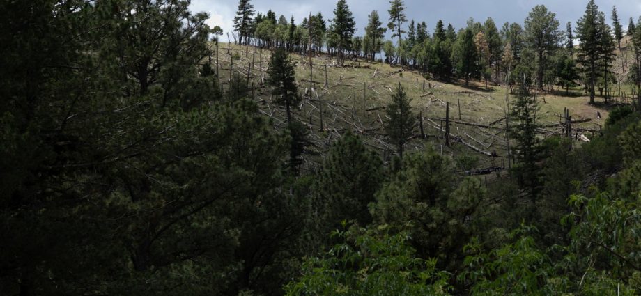 the-traitor-administration-moves-to-end-rule-protecting-swaths-of-forest-land