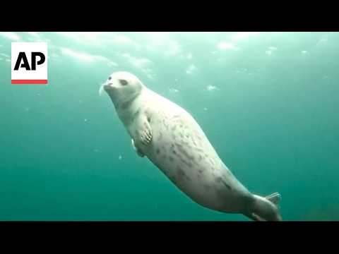 a-young-seal-approaches-divers-in-russia