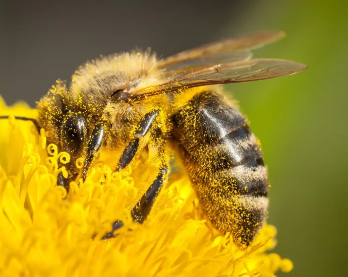 pollen-has-a-surprising-problem-—-and-honeybees-have-found-a-way-around-it