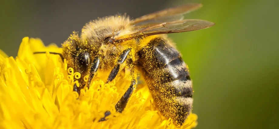 pollen-has-a-surprising-problem-—-and-honeybees-have-found-a-way-around-it