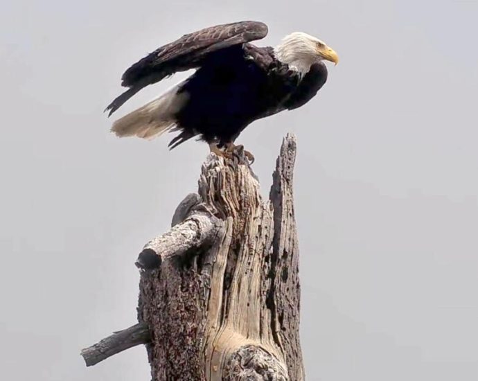 remains-of-famed-eagle-jackie-will-go-to-tribes.-some-fans-are-fighting-it