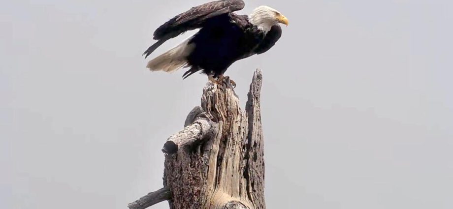 remains-of-famed-eagle-jackie-will-go-to-tribes.-some-fans-are-fighting-it