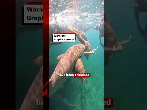 influencers-getting-‘too-close’-to-sharks,-scientists-warn.-#sharks-#bbcnews