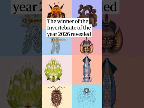chris-packham-announces-the-winner-of-the-guardian’s-inverterbrate-of-the-year-2026