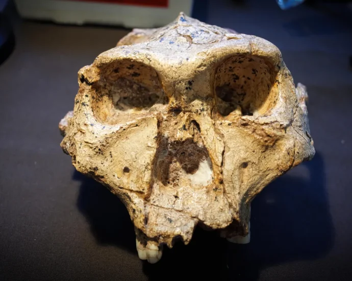 scientists-say-the-human-family-tree-may-need-a-major-rewrite