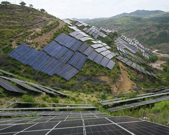 china’s-solar-buildout-hampers-bird-diversity