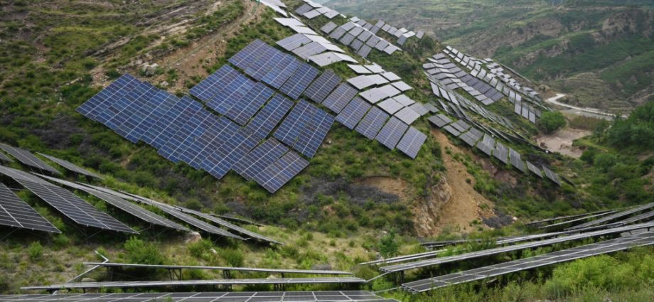 china’s-solar-buildout-hampers-bird-diversity