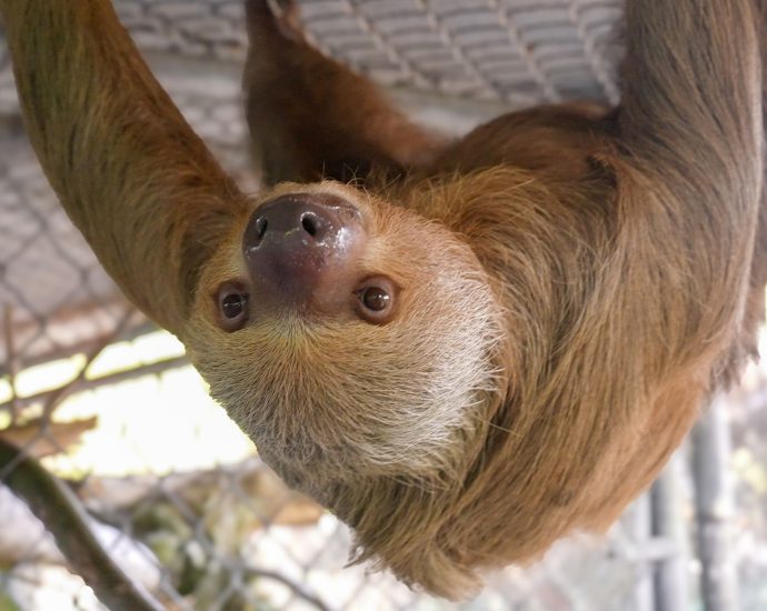 more-than-50-sloths-died-at-a-florida-wildlife-attraction-officials-say-no-crime-occurred.