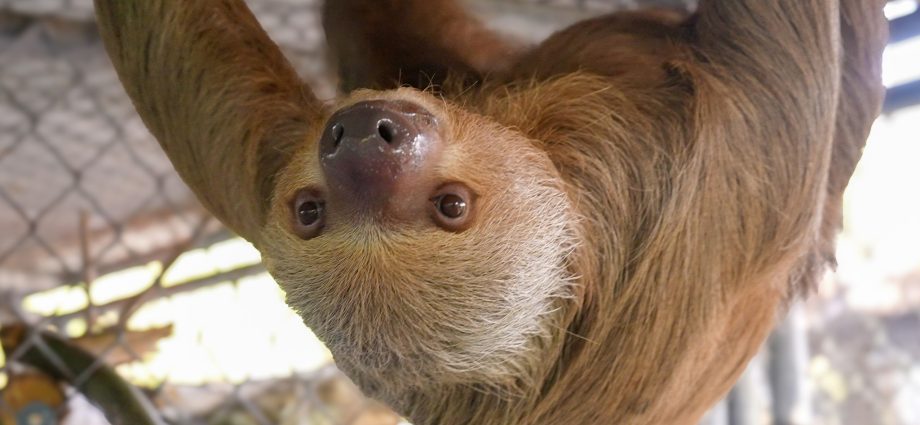 more-than-50-sloths-died-at-a-florida-wildlife-attraction-officials-say-no-crime-occurred.