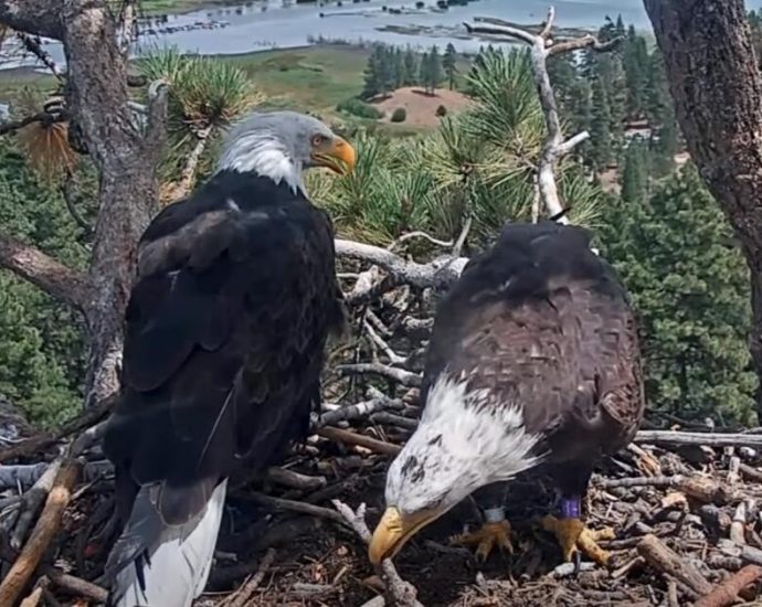 shadow-‘highly-likely’-to-nest-up-with-new-eagle-pal,-biologist-says