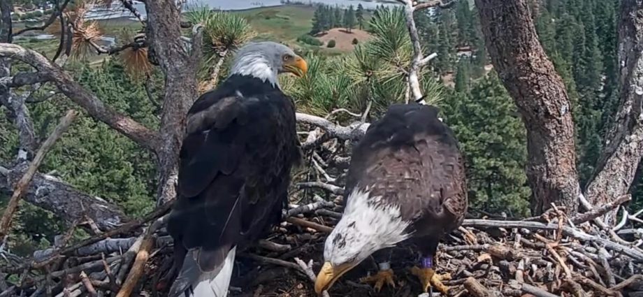 shadow-‘highly-likely’-to-nest-up-with-new-eagle-pal,-biologist-says