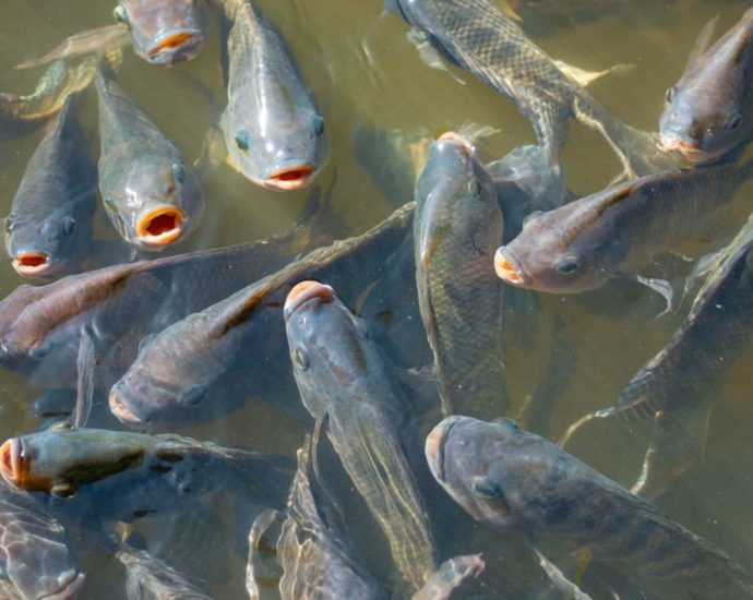 consider-the-tilapia