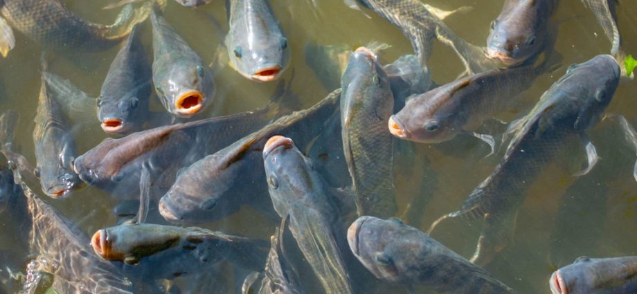consider-the-tilapia