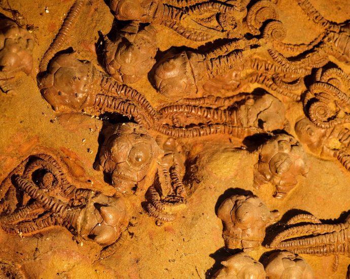 what-happens-when-environmental-change-outpaces-life’s-ability-to-adapt?