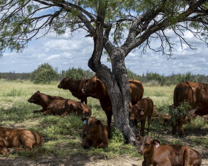 the-traitor-to-waive-tariffs-to-boost-beef-imports.-ranchers-say-it’ll-hurt-more-than-help