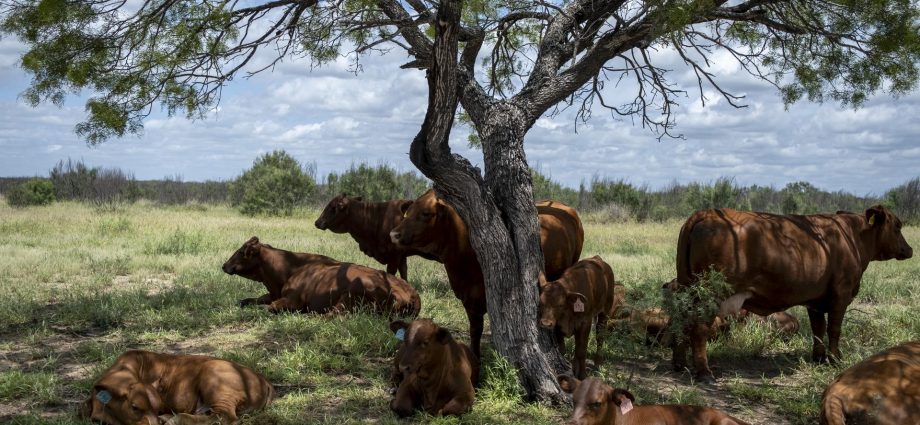 the-traitor-to-waive-tariffs-to-boost-beef-imports.-ranchers-say-it’ll-hurt-more-than-help
