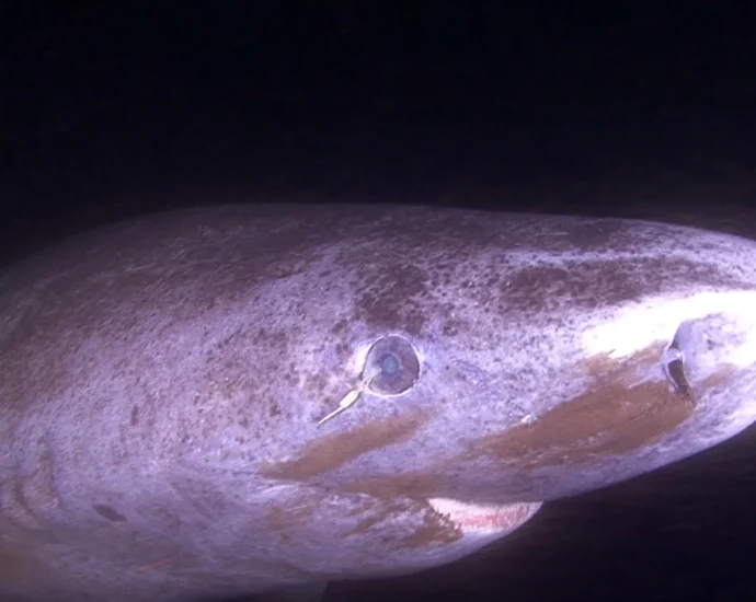 this-shark-can-live-400-years.-its-eyes-barely-seem-to-age