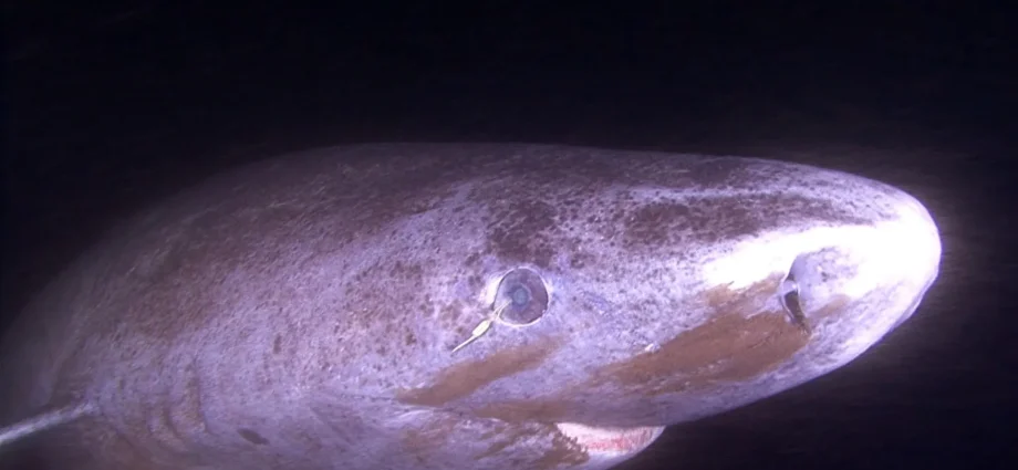 this-shark-can-live-400-years.-its-eyes-barely-seem-to-age