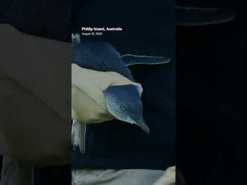 australia-vaccinates-little-penguins-against-bird-flu