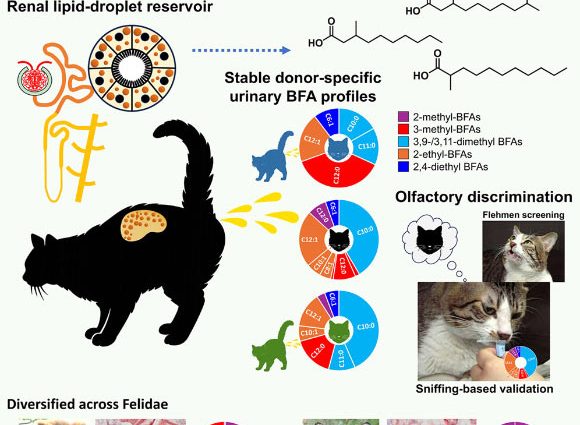 Scientists Solve Century-Old Feline Mystery
