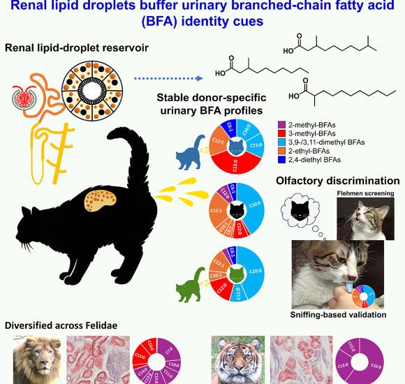 Scientists Solve Century-Old Feline Mystery
