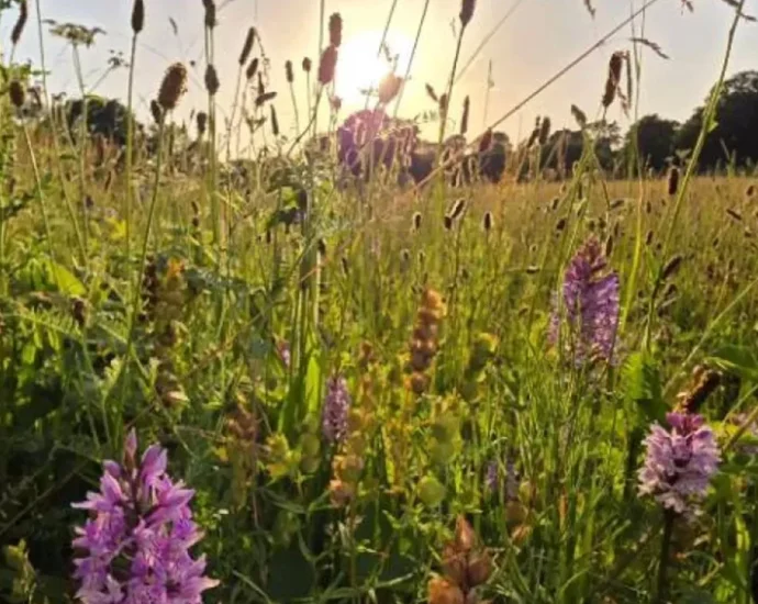 scientists-left-this-farm-field-alone.-thousands-of-orchids-appeared