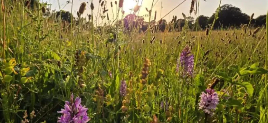 scientists-left-this-farm-field-alone.-thousands-of-orchids-appeared