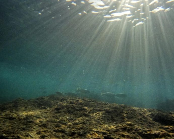 Europe’s seas reach record heat as climate change threatens marine life