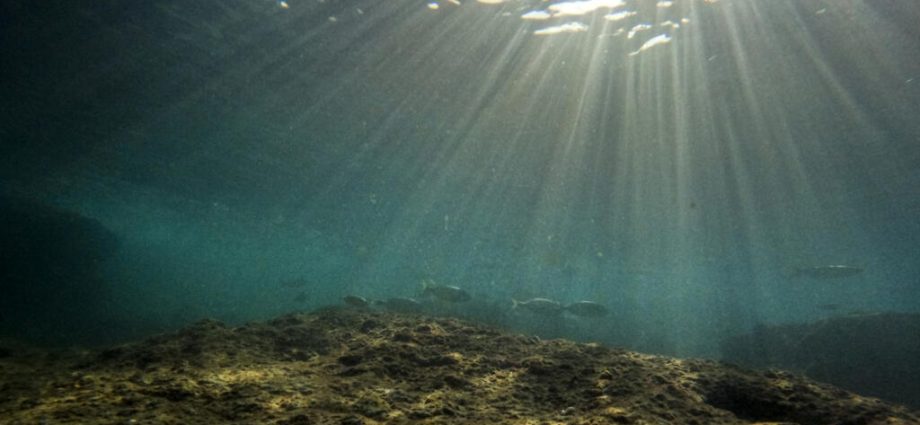 Europe’s seas reach record heat as climate change threatens marine life