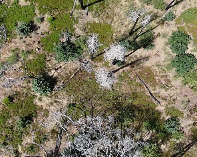 wildfires-are-turning-forests-in-the-american-west-into-shrubland