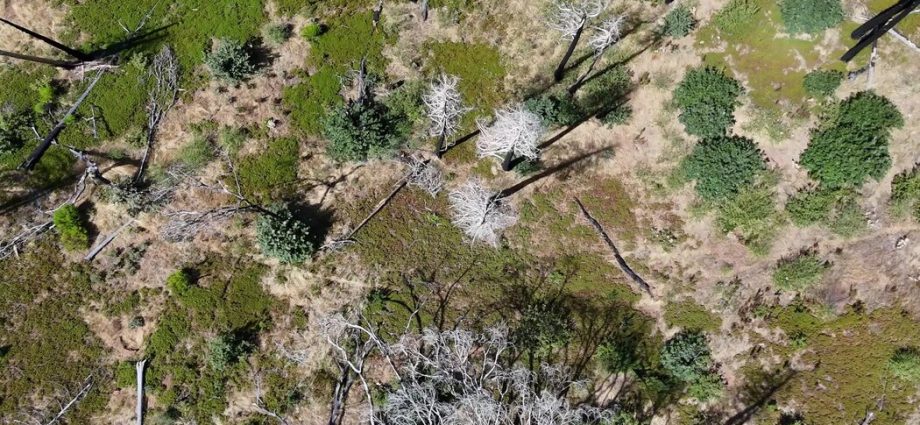 wildfires-are-turning-forests-in-the-american-west-into-shrubland