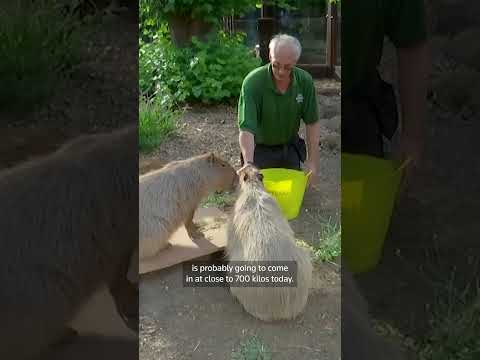 london-zoo-animals-weigh-in