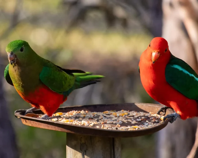 bird-flu-is-spreading.-your-backyard-feeder-could-make-it-worse