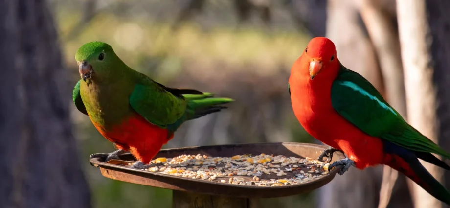 bird-flu-is-spreading.-your-backyard-feeder-could-make-it-worse