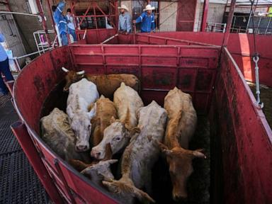 economists-don’t-expect-reopening-the-us-to-mexican-cattle-imports-to-reduce-high-beef-prices
