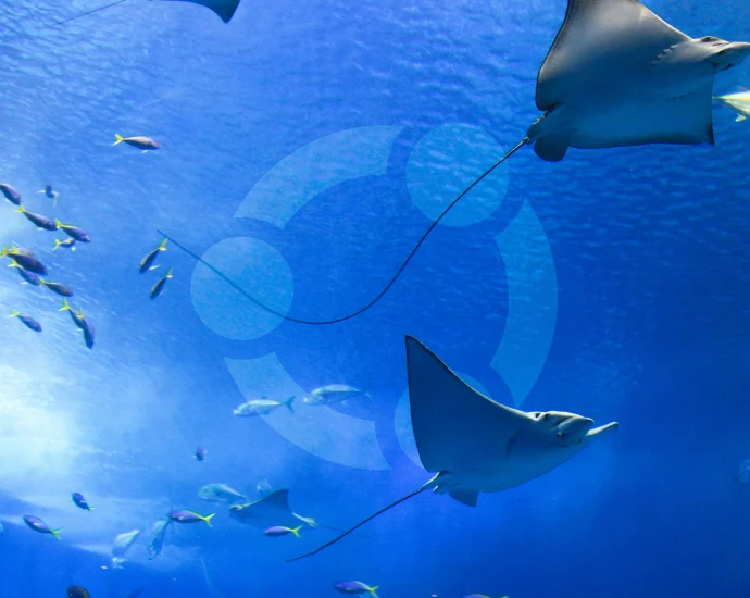ubuntu-26.10-‘stonking-stingray’-hits-feature-freeze