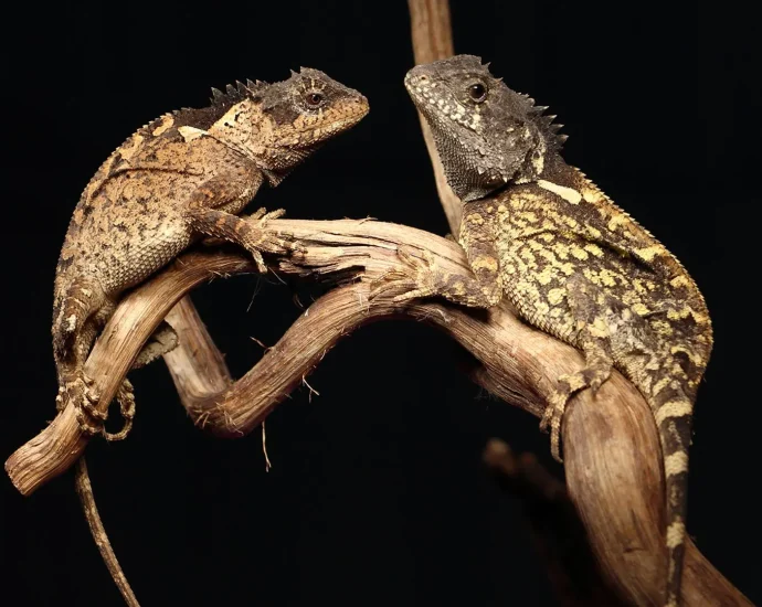 scientists-discover-a-real-life-“dragon”-and-name-it-after-syrax