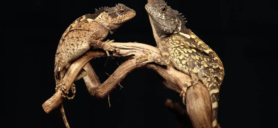 scientists-discover-a-real-life-“dragon”-and-name-it-after-syrax
